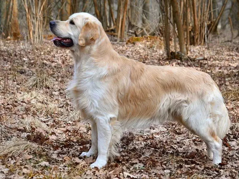 Золотистый ретривер