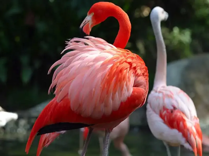 Фламинго